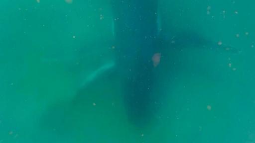 Investigadores captan a ballena jorobada en duelo por su cría muerta