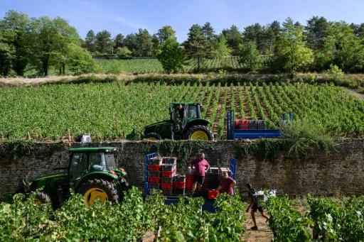França registra menor produção de vinho desde 1957 por seca e ondas de calor