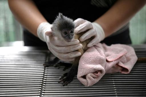 La lucha detectivesca contra el tráfico de animales salvajes en Tailandia