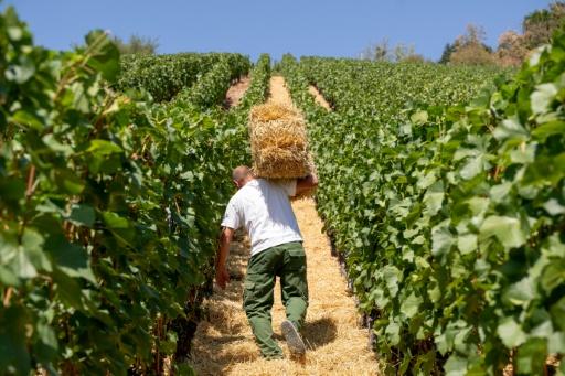 Weinbaubetriebe in Rheinland-Pfalz können Prämie für dauerhafte Rodung bekommen