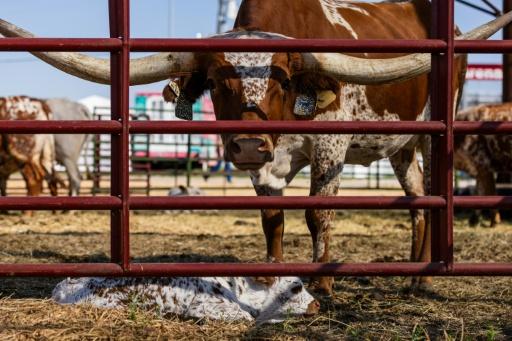 Une vache à longues cornes (race Texas Longhorn) au-dessus de son veau, le 4 septembre 2026 à la foire d'Etat du Nebraska, à Grand Island (Etats-Unis) — Austin Johnson / AFP
