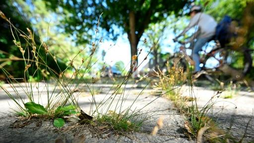 A cyclist rides past an overgrown sidewalk in Berlin — Tobias SCHWARZ / AFP