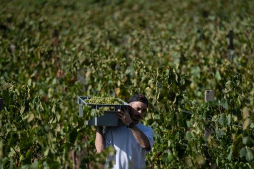 Scorching summer pushes French wine harvest to new historic low