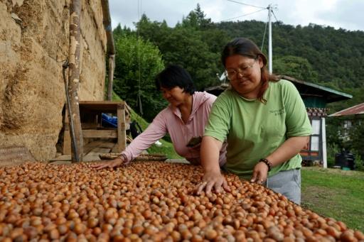 Bhutan business bets on hazelnuts for farming future