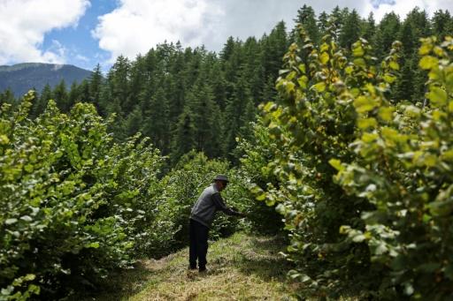 Farmer Dawa Dhendup, 82, harvested nuts from his 1,400 trees — Niharika KULKARNI / AFP