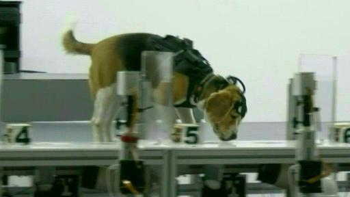En Inde, le flair des chiens associé à l'IA pour détecter les cancers