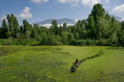 (FILES) A man rows his boat carrying vegetables through a polluted area of the iconic Dal Lake in Srinagar on May 14, 2026. — Tauseef MUSTAFA / AFP