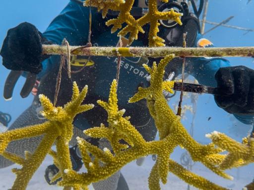 Científicos de Florida buscan corales resistentes al calor ante el cambio climático