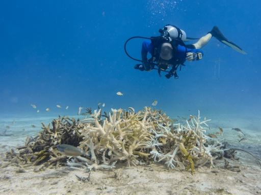Un buzo nada sobre una masa de coral cuerno de ciervo blanqueado, cuyas ramas pálidas y blancas son un signo de estrés tras una exposición prolongada a aguas oceánicas anormalmente cálidas, frente a la costa de Key Biscayne, Florida. — Jesus Olarte / AFP